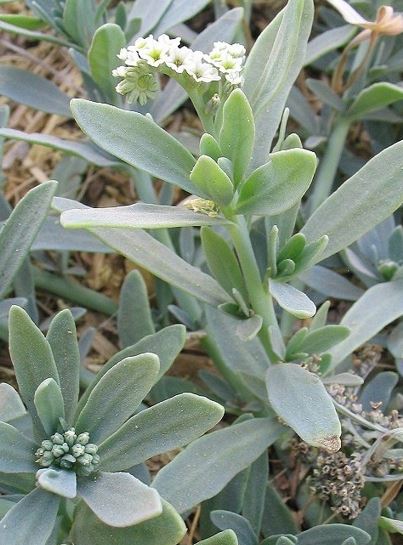 Heliotropium Species, Seaside Heliotrope