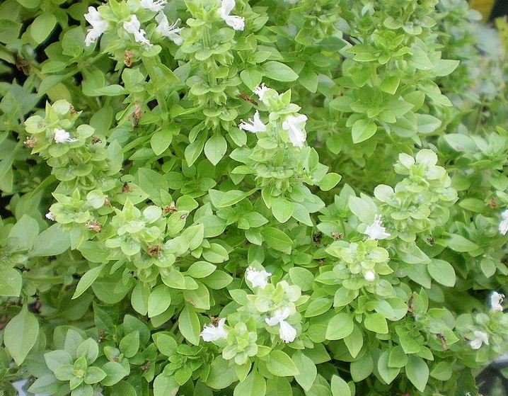 Ocimum, Boxwood Basil Boxwood
