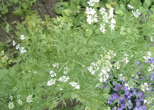 Coriander, Cilantro, Chinese Parsley Slow-Bolt