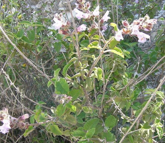 Salvia Species, Greek Sage, Three-Lobe Sage