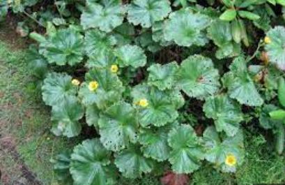 Geum Species, Appalachian Avens