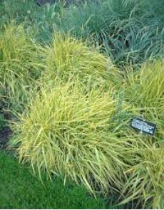Gold Foxtail Grass, Yellow Foxtail Grass Aureus