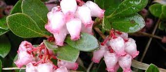 Arctostaphylos Species, Hardy Manzanita, Kinnikinnick, Nevada Bearberry, Pinemat Manzanita