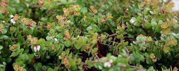Arctostaphylos Species, Glossy-Leaf Manzanita, Sensitive Manzanita, Shatterberry Manzanita
