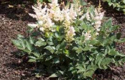 Astilbe, False Spirea, False Goats Beard White Wings