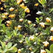 Berberis, Dwarf Box-Leaved Barberry, Magellan Barberry Pygmaea