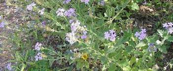 Glandularia Species, Gooddings Verbena, Mojave Verbena, Southwestern Mock Vervain