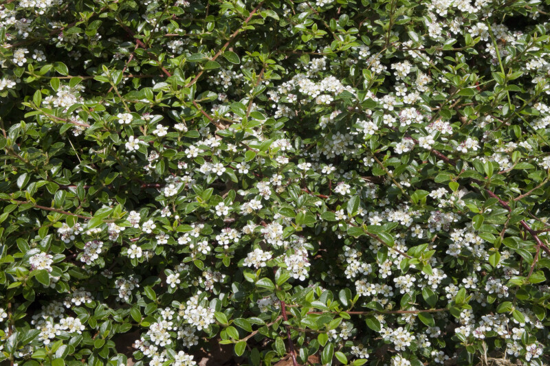 Bearberry Cotoneaster Skogholm