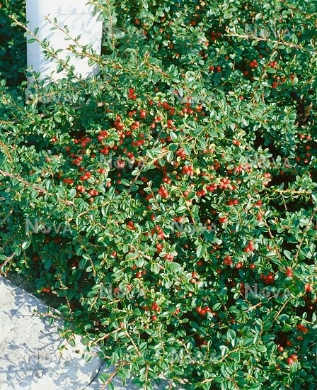 Bearberry Cotoneaster Eichholz
