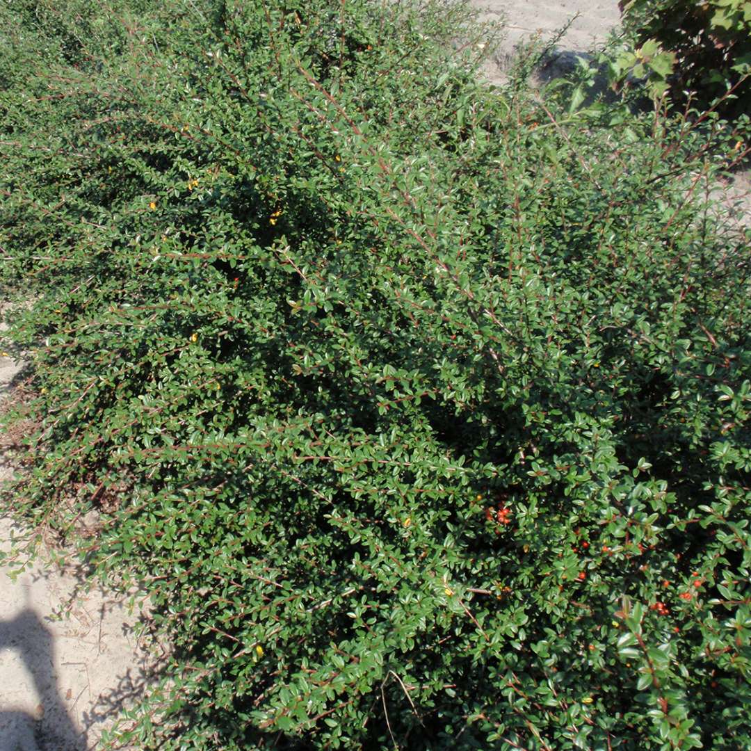 Bearberry Cotoneaster Mooncreeper
