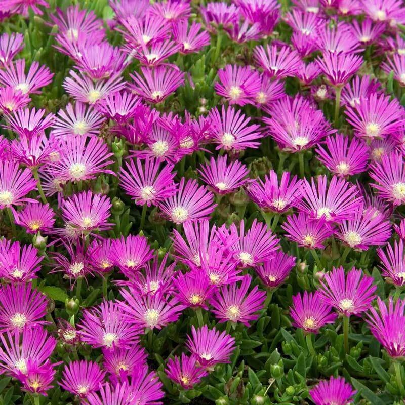 Delosperma, Ice Plant Pink