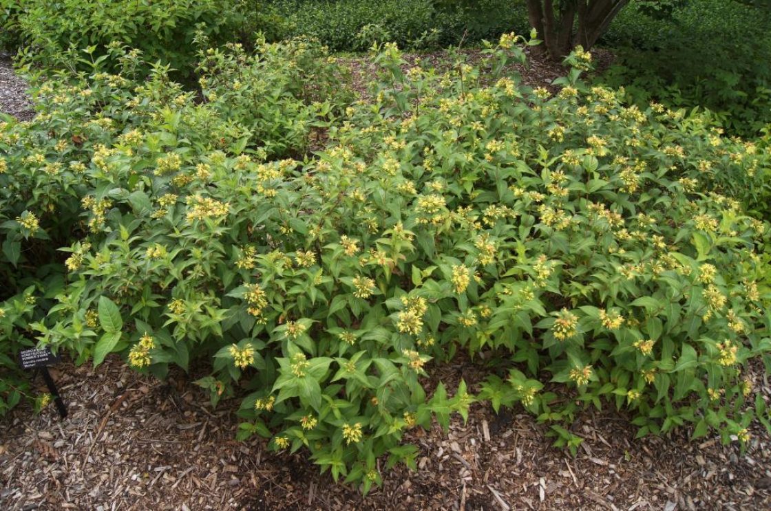 Georgia Bush Honeysuckle, Mountain Bush Honeysuckle