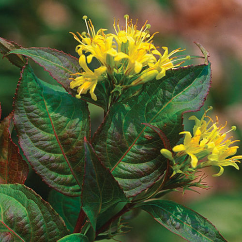 Southern Bush Honeysuckle