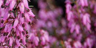 Erica, Alpine Heather, Scotch Heath, Winter Heath December Red