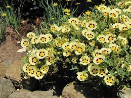 Halimiocistus, Rockrose, Rock Rose