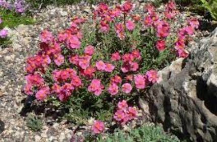Helianthemum, Common Rock Rose, Sun Rose Raspberry Ripple