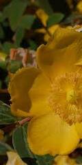Hypericum Species, Forrest's St. Johns Wort, Shrubby St. Johnswort