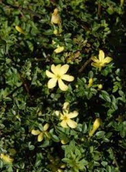 Chrysojasminum Species, Dwarf Jasmine, Himalayan Jasmine, Parker Jasmine