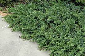 Shore Juniper Emerald Sea
