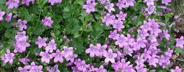 Campanula, Adria Bellflower, Dalmation Bellflower, Wall Bellflower Aurea