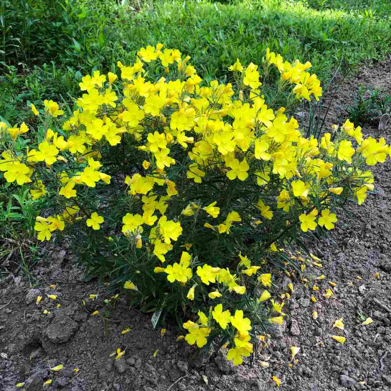 Oenothera, Evening Primrose, Sundrops Cold Crick