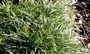 Ophiopogon, Dwarf Mondo Grass, Monkey Grass Gyoku Ryu