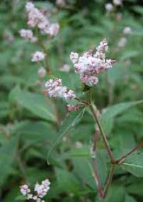 Koenigia Species, Bellflower Smartweed, Lesser Knotweed, White Lesser Knotweed