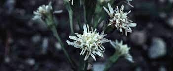 Petasites Species, Arctic Sweet Coltsfoot, Arctic Sweet Butterbur