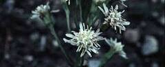 Petasites Species, Arctic Sweet Coltsfoot, Arctic Sweet Butterbur