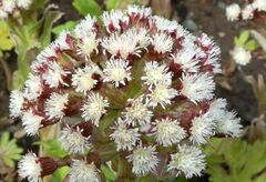 Petasites, Arctic Sweet Coltsfoot, Arctic Sweet Butterbur 'Golden Palms'