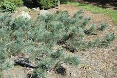 Limber Pine 'Glauca Pendula'
