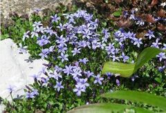 Lobelia, Blue Star Creeper, Swamp Isotome, Matted Pratia 'County Park'