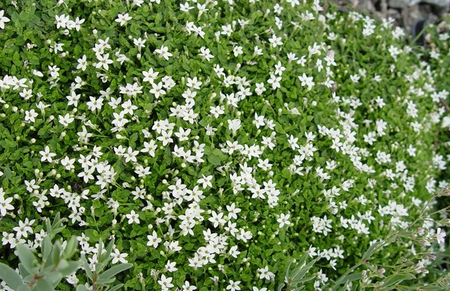 Pratia, Whitestar Creeper