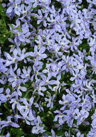 Pratia Celestial Spice