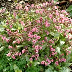 Lungwort, Bethlehem Sage, Jerusalem Sage 'Bubble Gum'