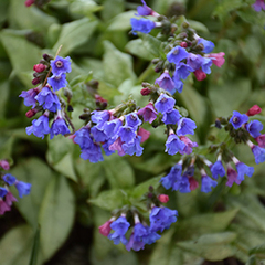 Lungwort, Bethlehem Sage, Jerusalem Sage 'Cotton Cool'
