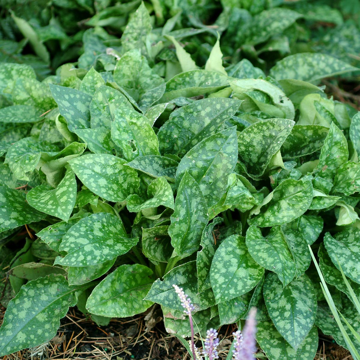 Lungwort, Bethlehem Sage, Jerusalem Sage Emerald Isles