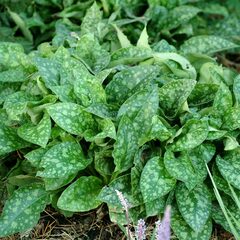 Lungwort, Bethlehem Sage, Jerusalem Sage 'Emerald Isles'