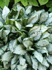Lungwort, Bethlehem Sage, Jerusalem Sage 'Moonshine'