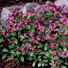 Lungwort, Bethlehem Sage, Jerusalem Sage 'Mountain Magic'