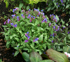 Lungwort, Bethlehem Sage, Jerusalem Sage 'Irish Spring'