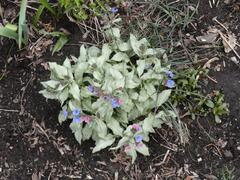 Lungwort, Bethlehem Sage, Jerusalem Sage 'Northern Lights'