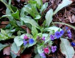 Lungwort, Bethlehem Sage, Jerusalem Sage 'Silver Shimmers'