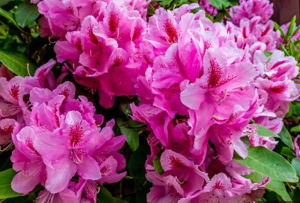 Rhododendron Species