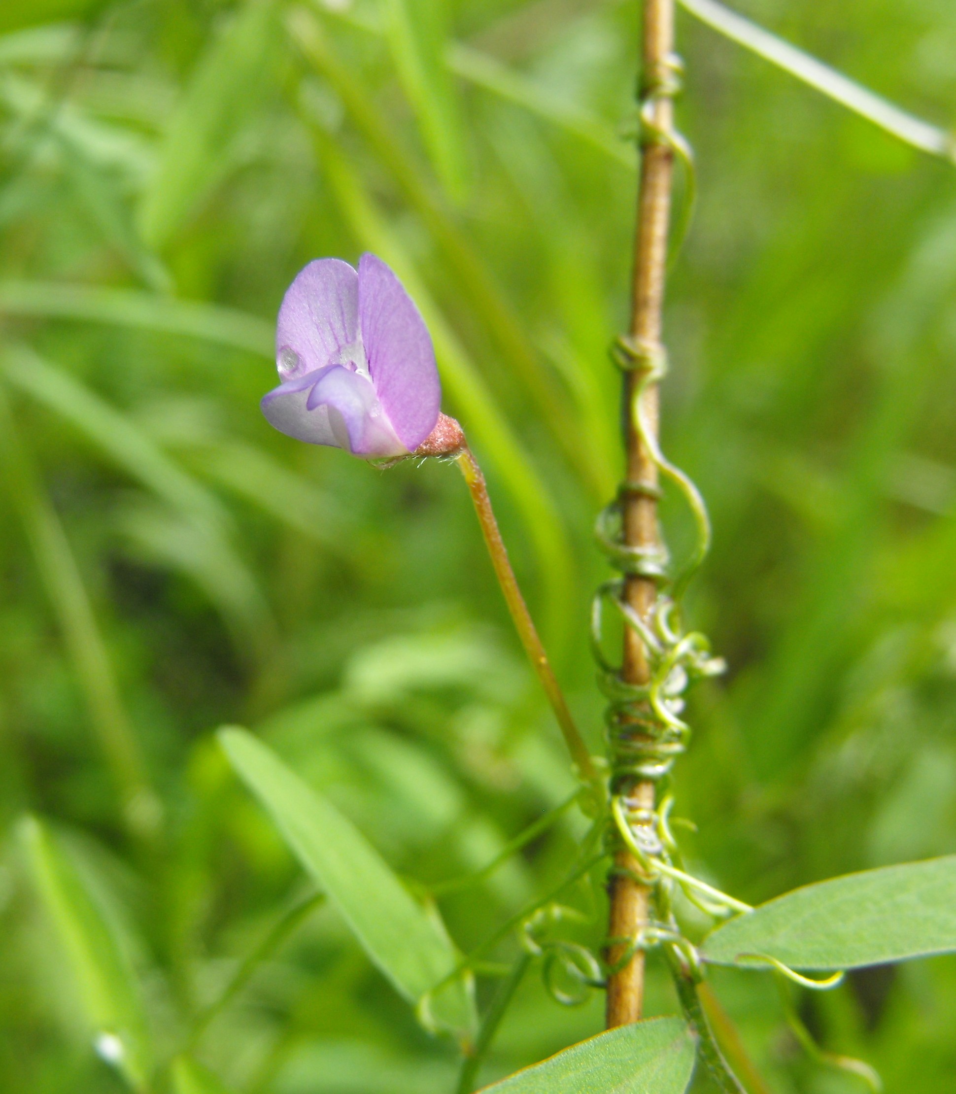 Vicia Species, Hasses Vetch