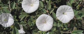 Pringles clustervine