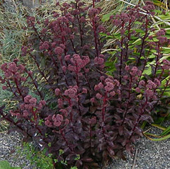 Hylotelephium, Sedum, Showy Stonecrop 'Little Moor'