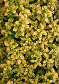 Mother of Thyme, Broad-leaved Thyme, Large Thyme Archers Gold