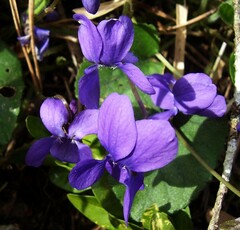 Viola, English Violet, Garden Violet, Sweet Violet 'Cendrillon'
