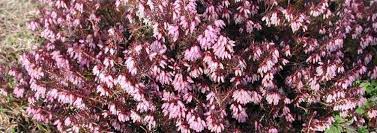 Erica, Alpine Heather, Scotch Heath, Winter Heath Heathwood